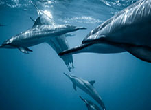 体育赛事资讯-必赢之路：从心态到行动的系统化胜利之道